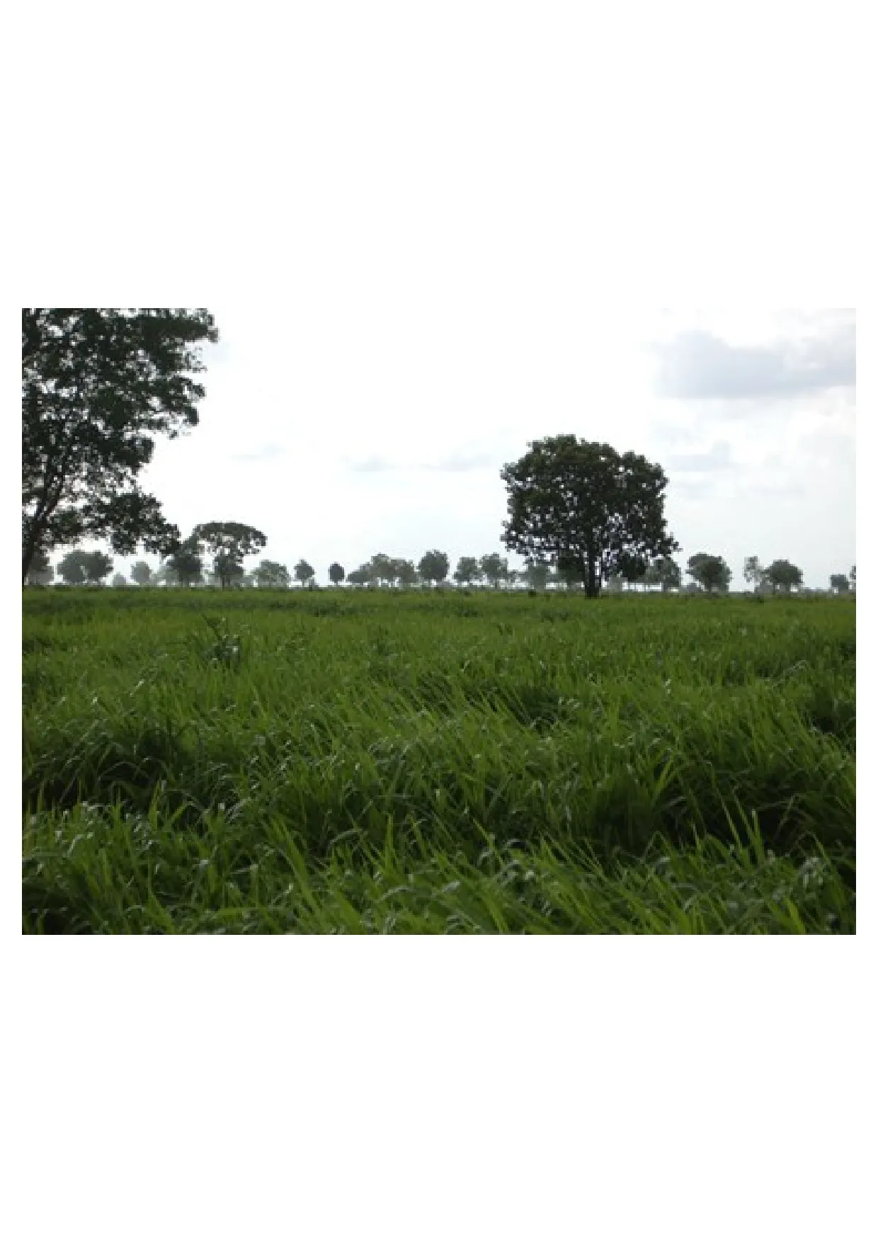 Fazenda à venda de 83.346 ha em São Félix do Araguaia, MT, Brasil