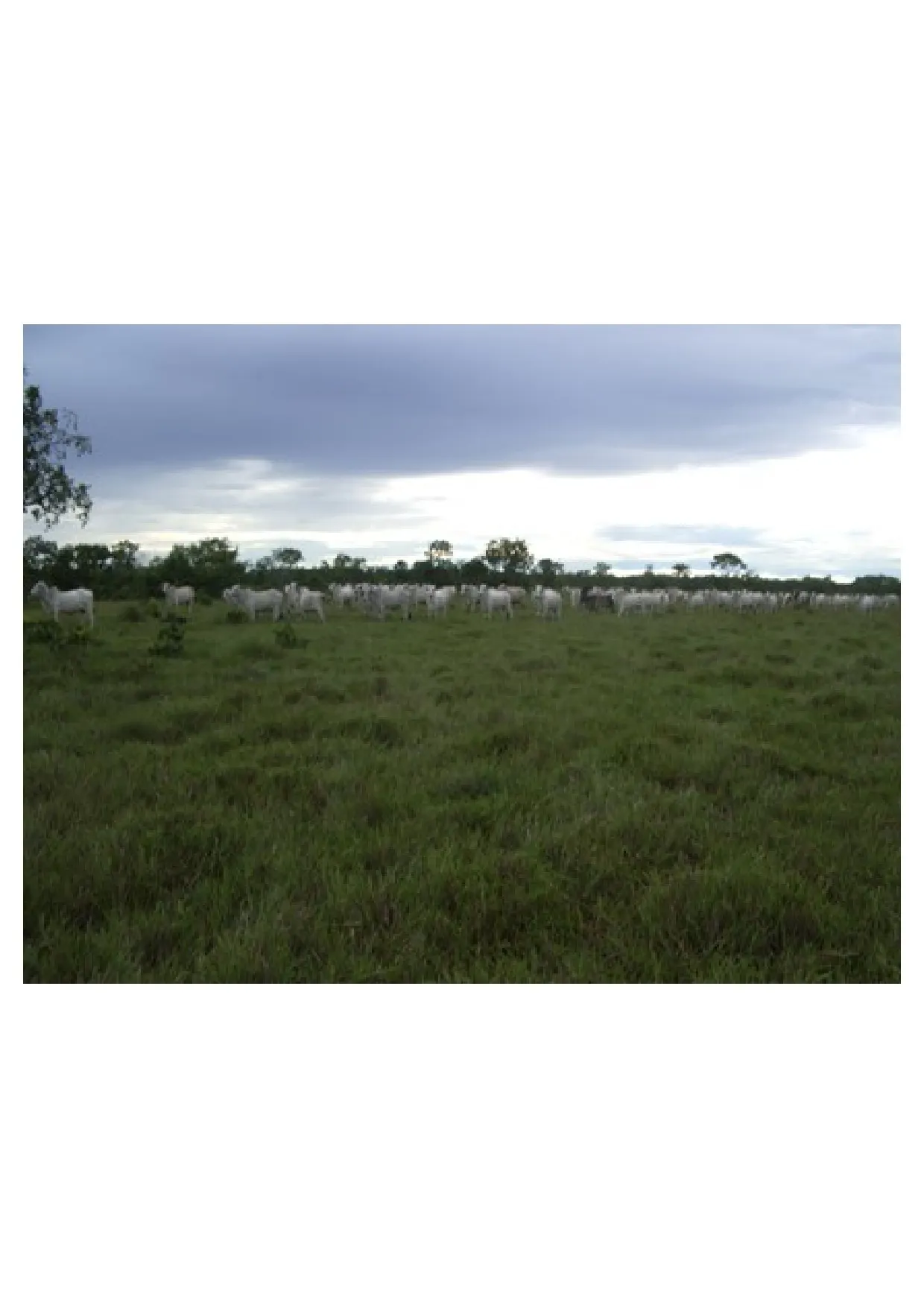 Fazenda à venda de 83.346 ha em São Félix do Araguaia, MT, Brasil