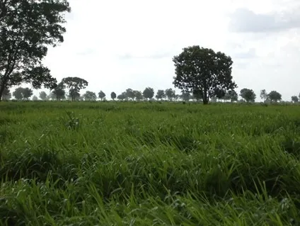 Fazenda à venda de 83.346 ha em São Félix do Araguaia, MT, Brasil