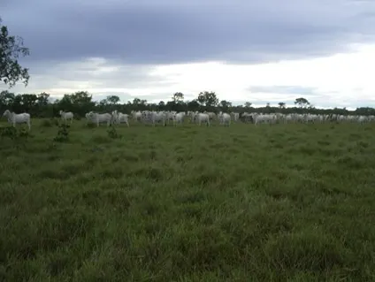 Fazenda à venda de 83.346 ha em São Félix do Araguaia, MT, Brasil