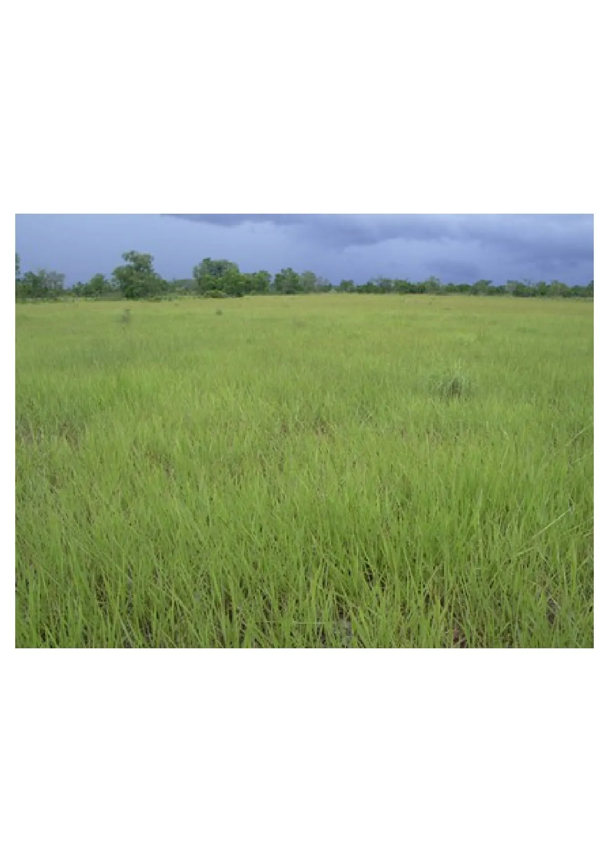 Fazenda à venda de 83.346 ha em São Félix do Araguaia, MT, Brasil