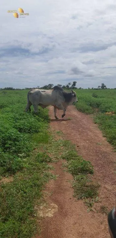 Fazenda à venda de 1.752 ha em Tesouro, MT, Brasil