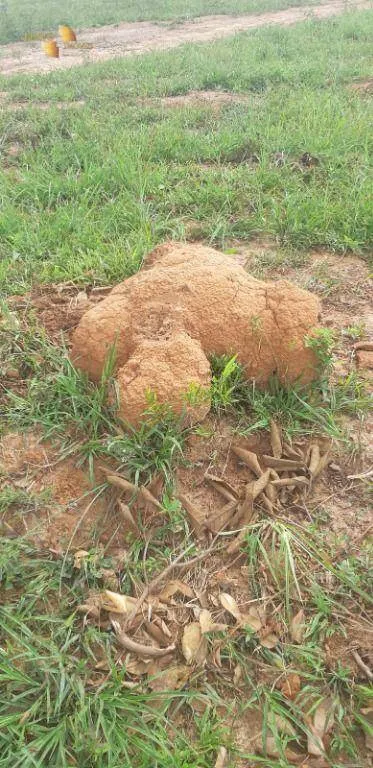 Fazenda à venda de 1.752 ha em Tesouro, MT, Brasil