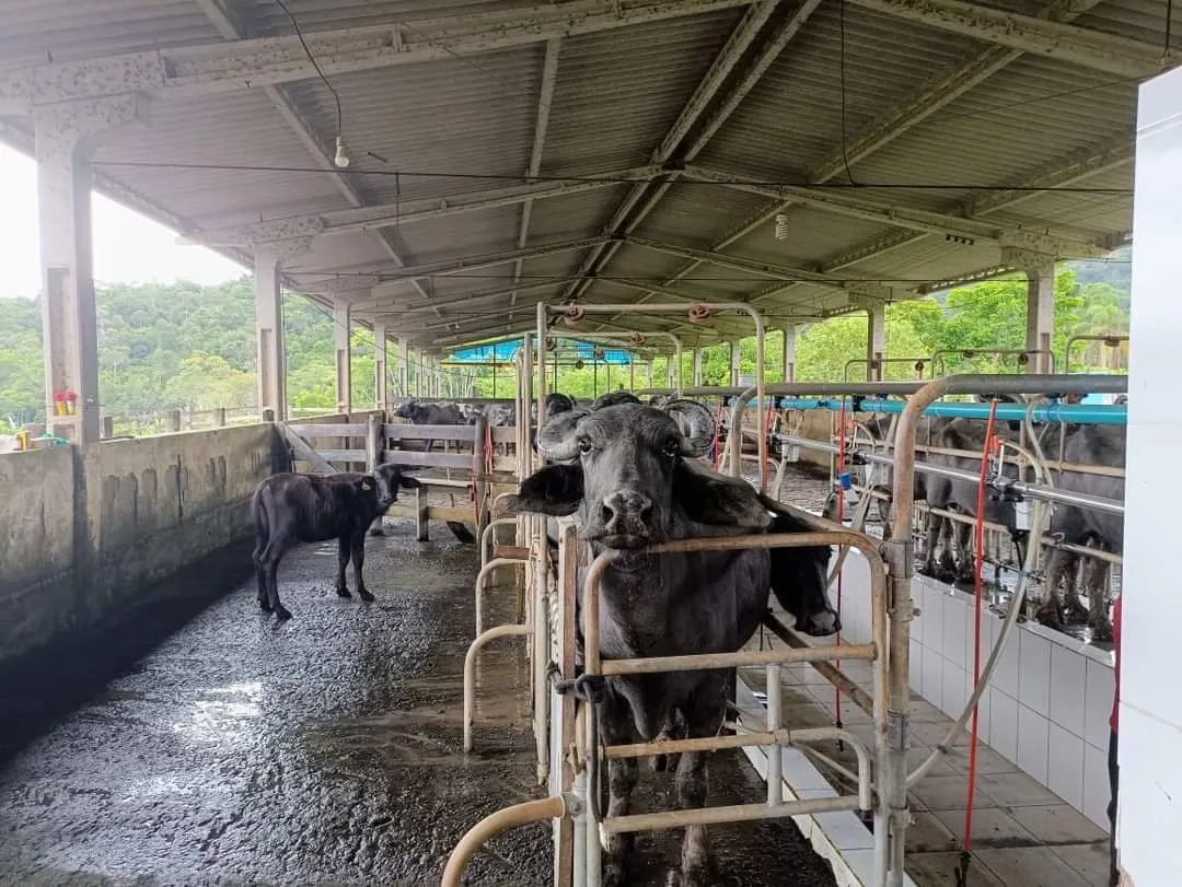 Fazenda à venda de 661 ha em Juquiá, SP, Brasil