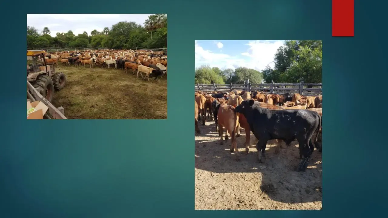 Comercial à venda de 23.437 ha em Villa Hayes, Paraguai