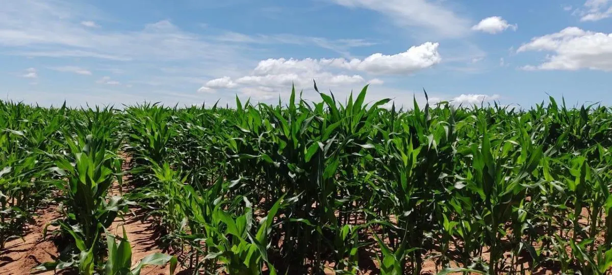 Fazenda à venda de 135 ha em Marília, SP, Brasil