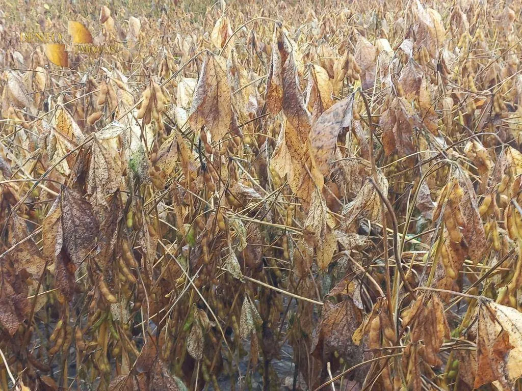 Fazenda à venda e para Arrendar de 3.025 ha em Juara, MT, Brasil