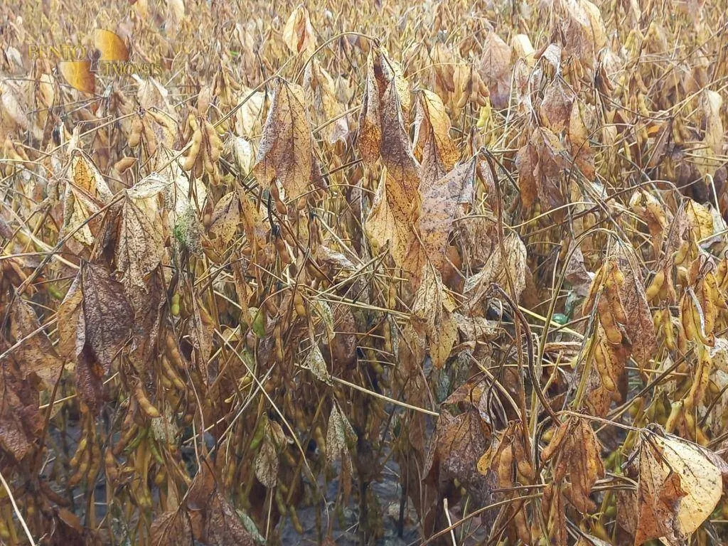 Fazenda à venda e para Arrendar de 3.025 ha em Juara, MT, Brasil