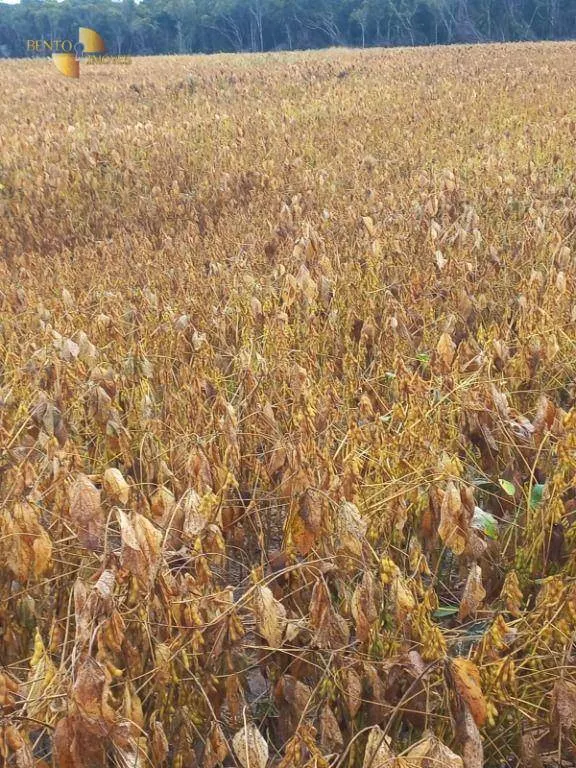 Fazenda à venda e para Arrendar de 3.025 ha em Juara, MT, Brasil