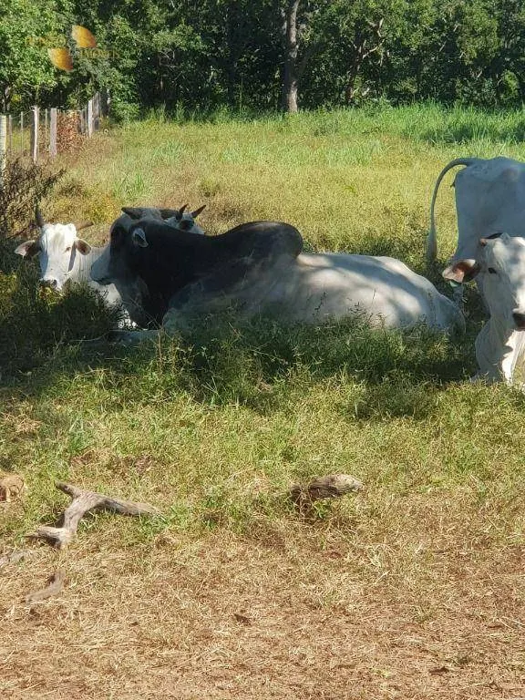 Sítio à venda de 45 ha em Acorizal, MT, Brasil