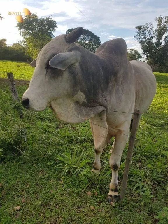 Sítio à venda de 45 ha em Acorizal, MT, Brasil