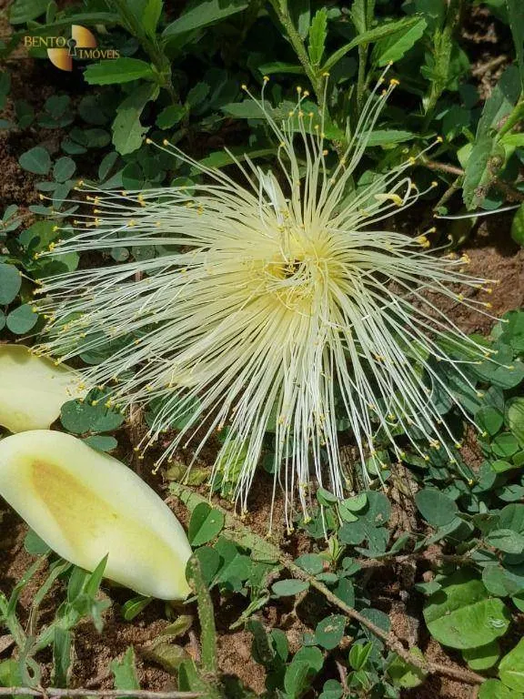 Sítio à venda de 45 ha em Acorizal, MT, Brasil