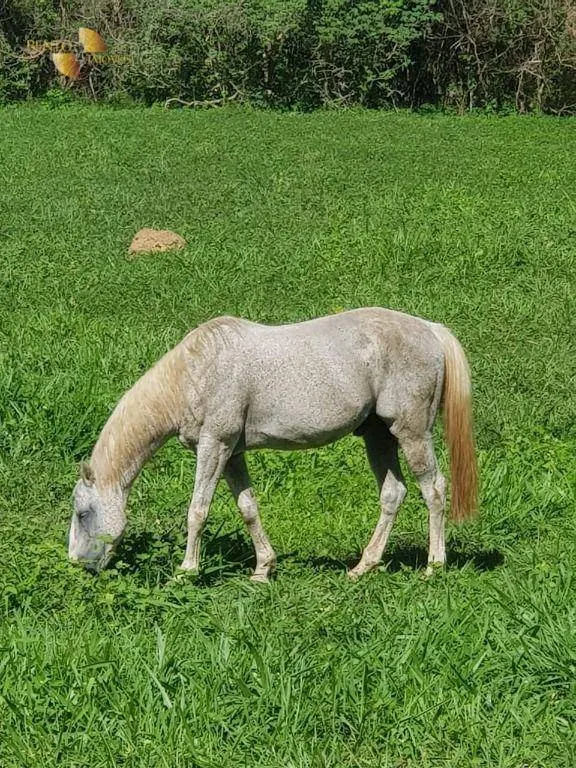 Sítio à venda de 45 ha em Acorizal, MT, Brasil