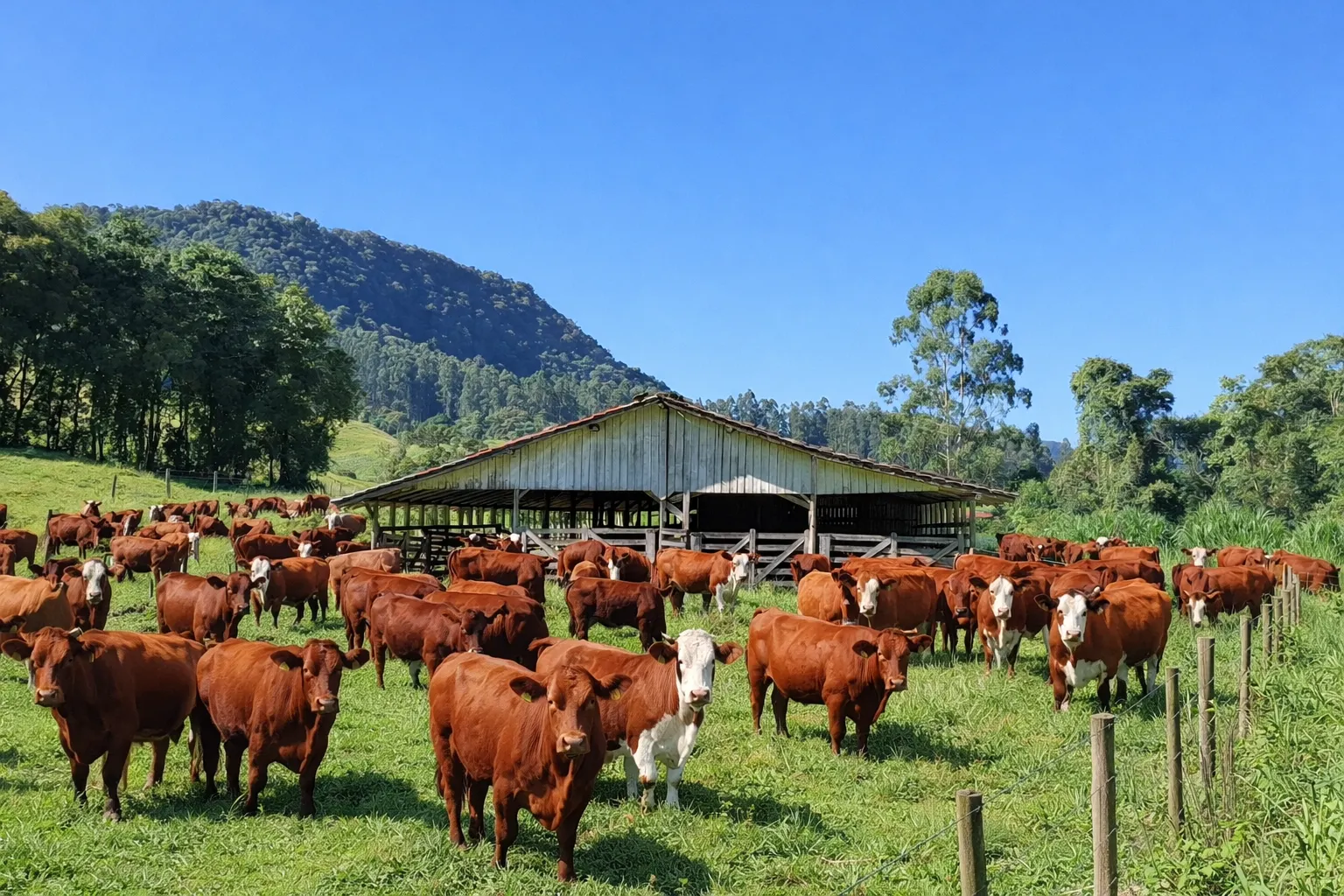 Sítio à venda de 16 ha em Agrolândia, SC, Brasil