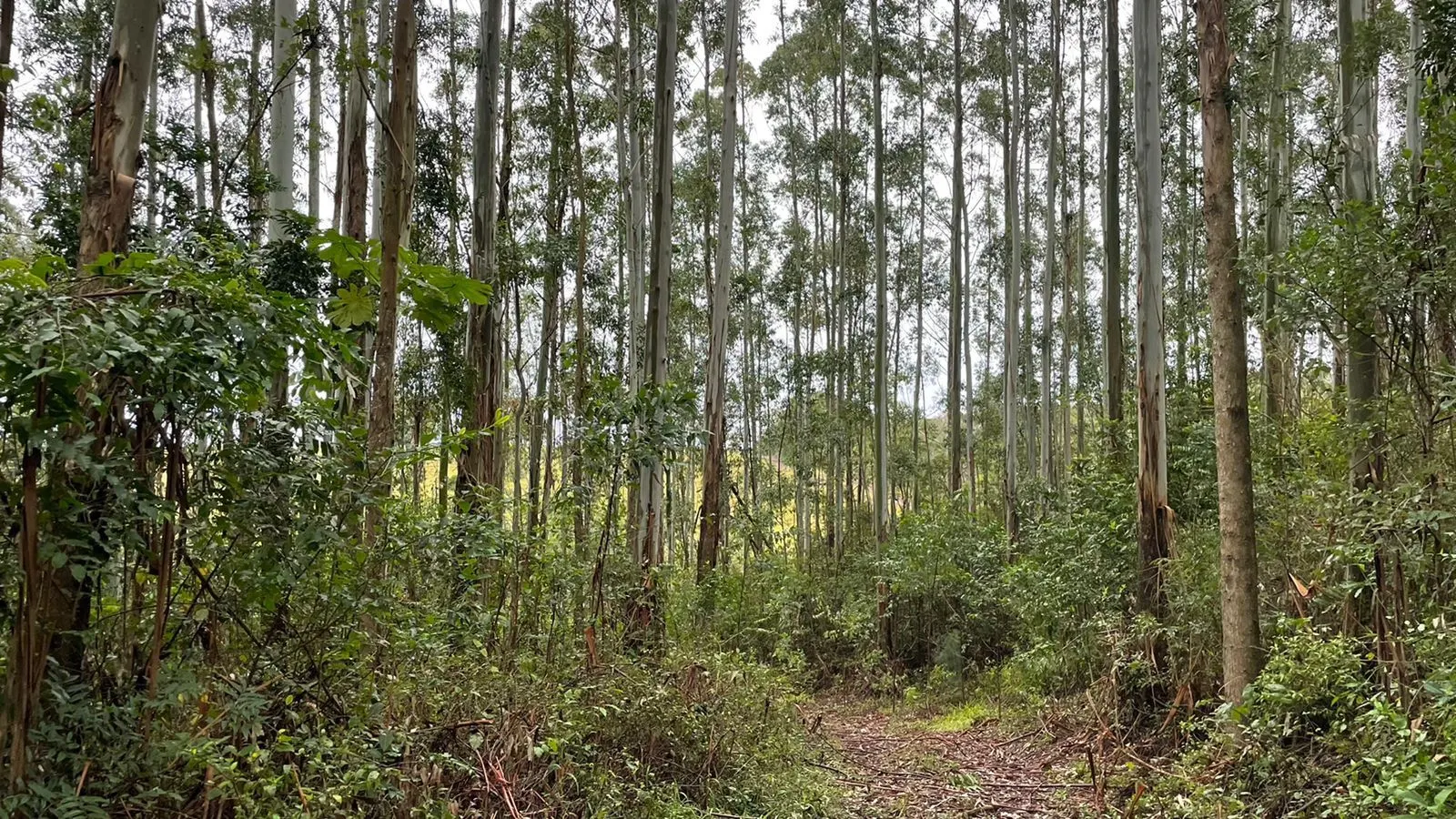Small farm for sale of 30 acres in Glorinha, RS, Brazil