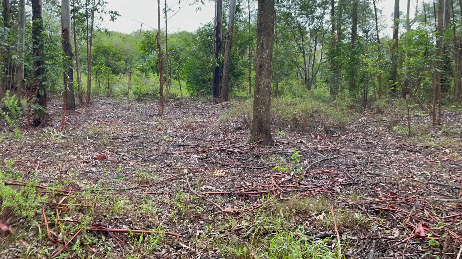 Small farm for sale of 30 acres in Glorinha, RS, Brazil