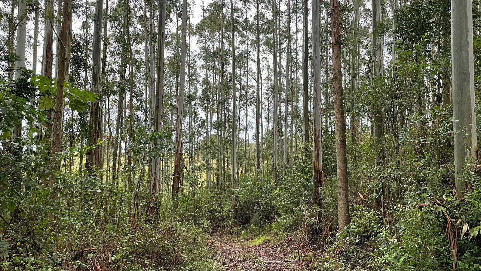 Small farm for sale of 30 acres in Glorinha, RS, Brazil