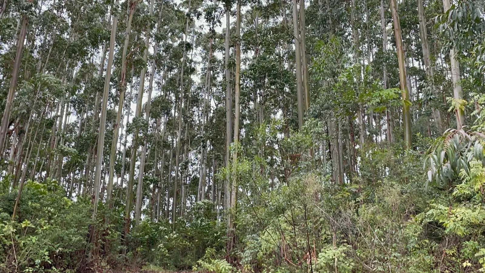 Small farm for sale of 30 acres in Glorinha, RS, Brazil