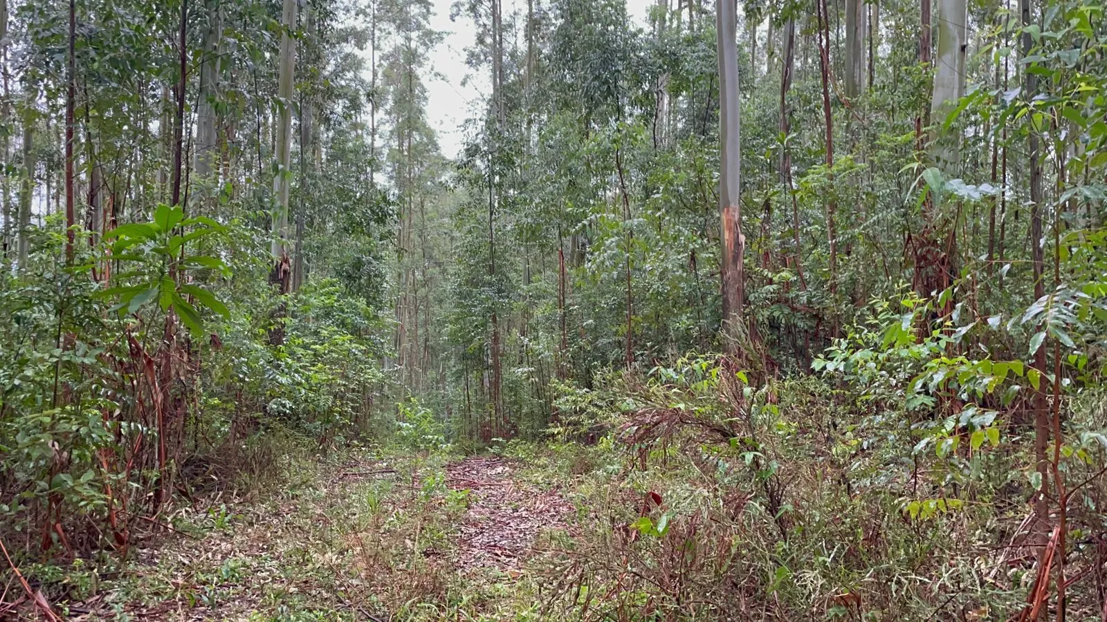 Small farm for sale of 30 acres in Glorinha, RS, Brazil