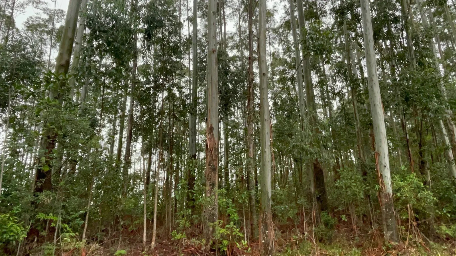 Small farm for sale of 30 acres in Glorinha, RS, Brazil