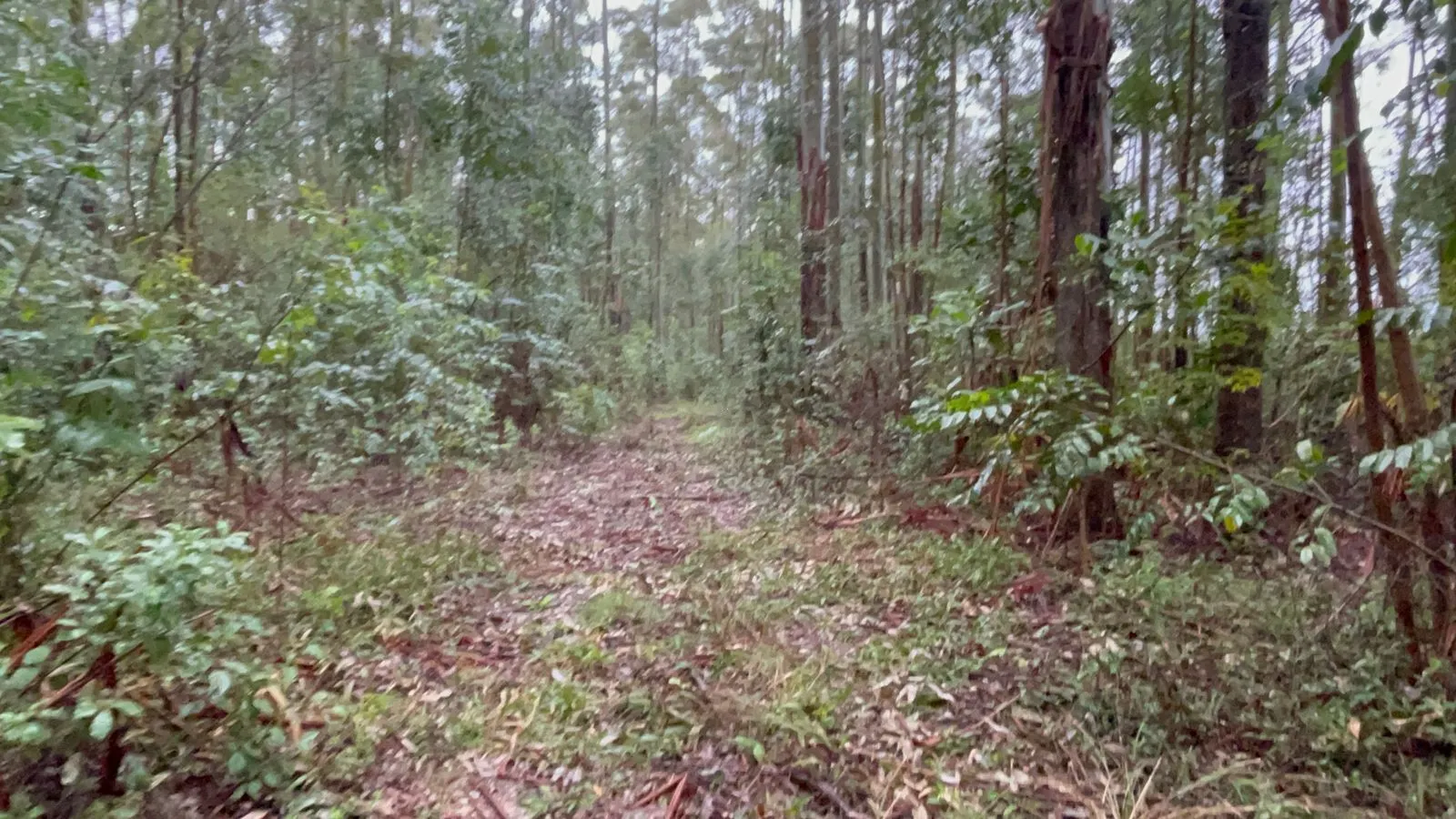 Small farm for sale of 30 acres in Glorinha, RS, Brazil