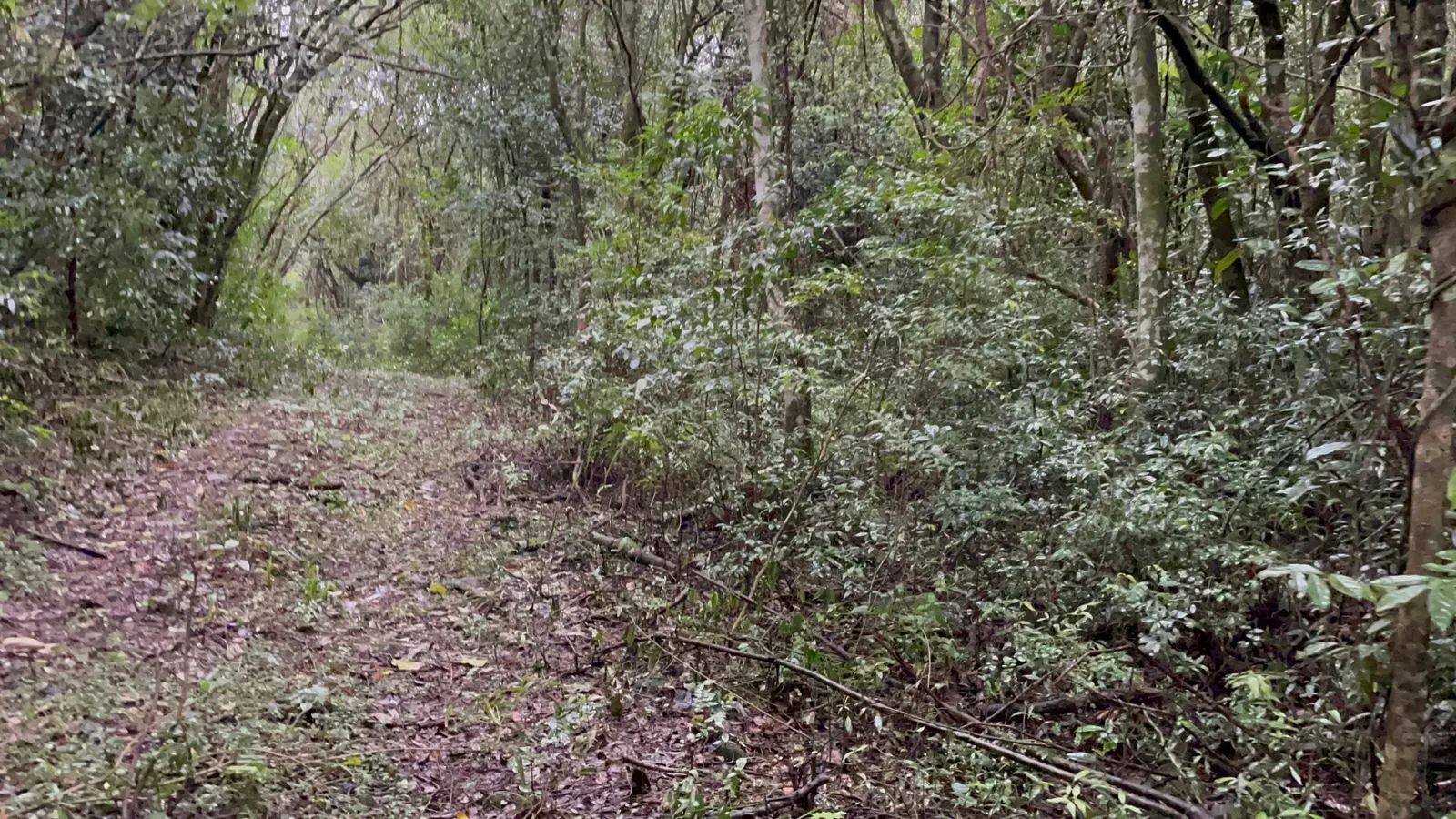 Small farm for sale of 30 acres in Glorinha, RS, Brazil