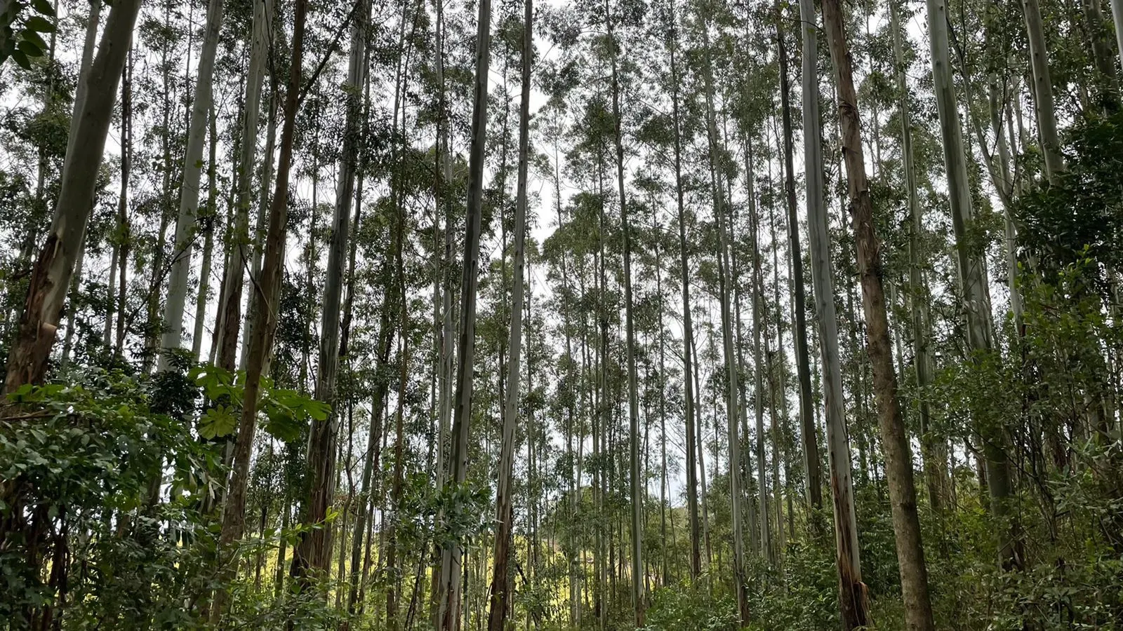 Small farm for sale of 30 acres in Glorinha, RS, Brazil