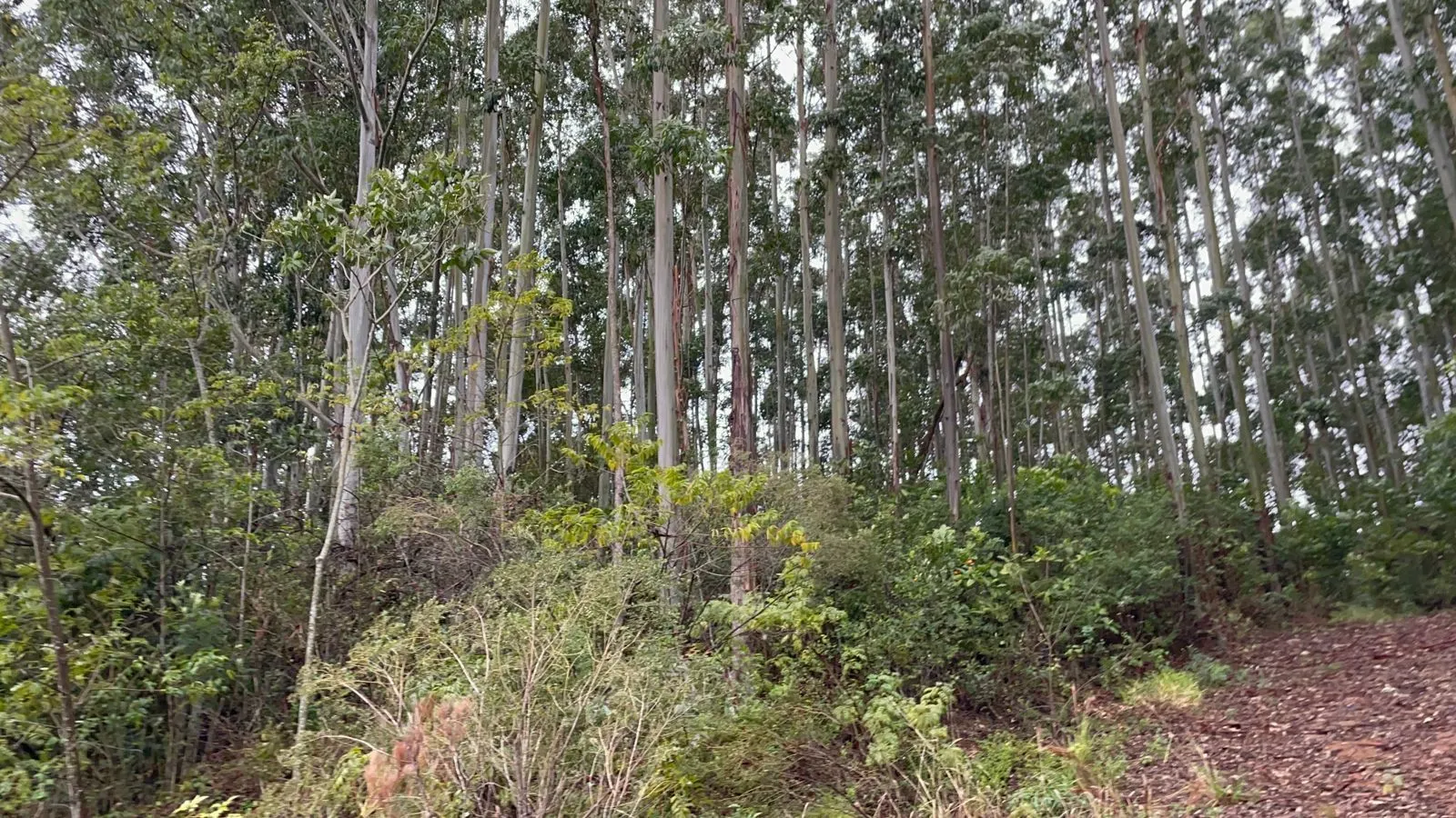 Small farm for sale of 30 acres in Glorinha, RS, Brazil