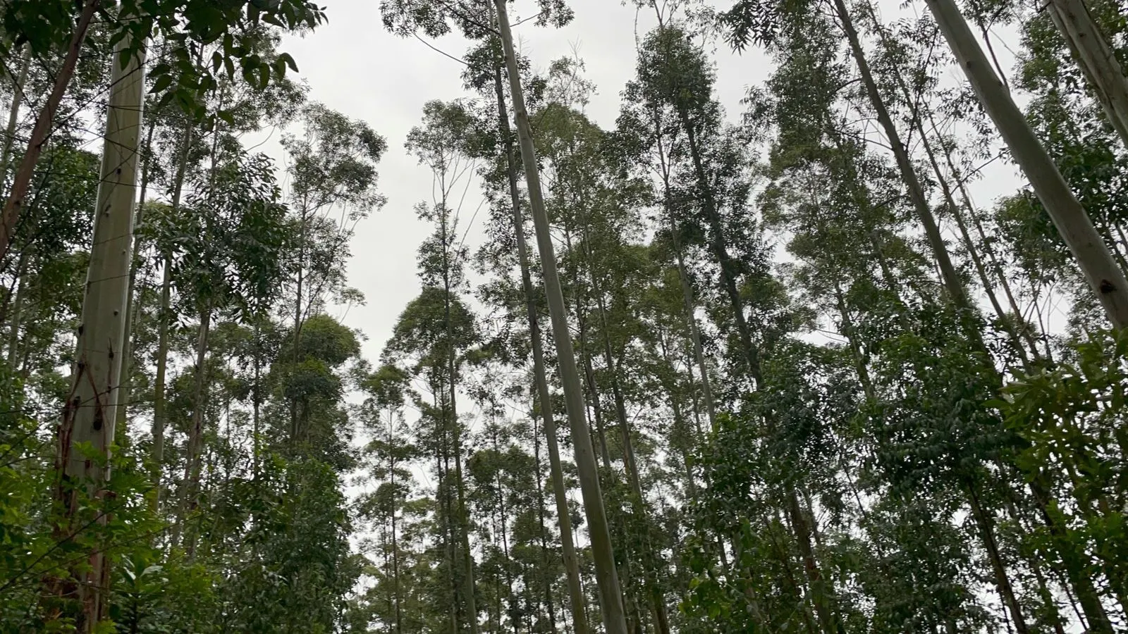 Small farm for sale of 30 acres in Glorinha, RS, Brazil