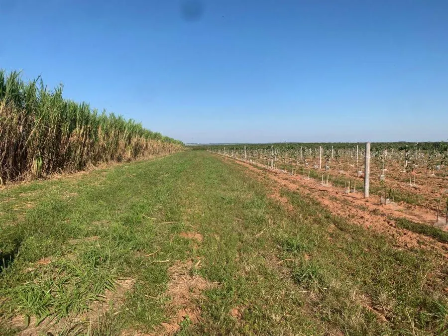 Fazenda à venda de 450 ha em Marília, SP, Brasil