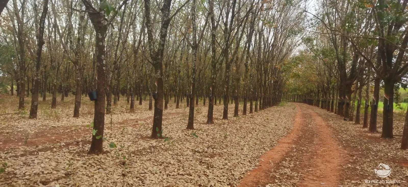 Farm for sale of 354,013 acres in Frutal, MG, Brazil