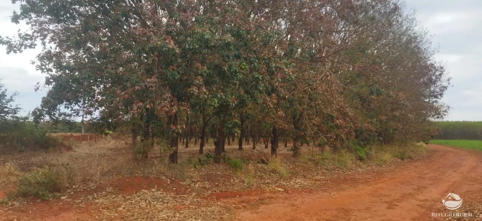 Farm for sale of 354,013 acres in Frutal, MG, Brazil