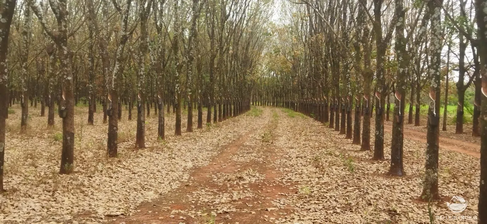 Farm for sale of 354,013 acres in Frutal, MG, Brazil