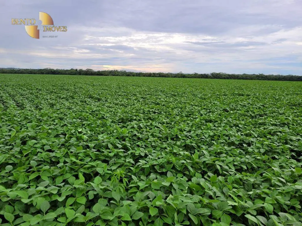 Fazenda à venda e para Arrendar de 555 ha em Paranatinga, MT, Brasil