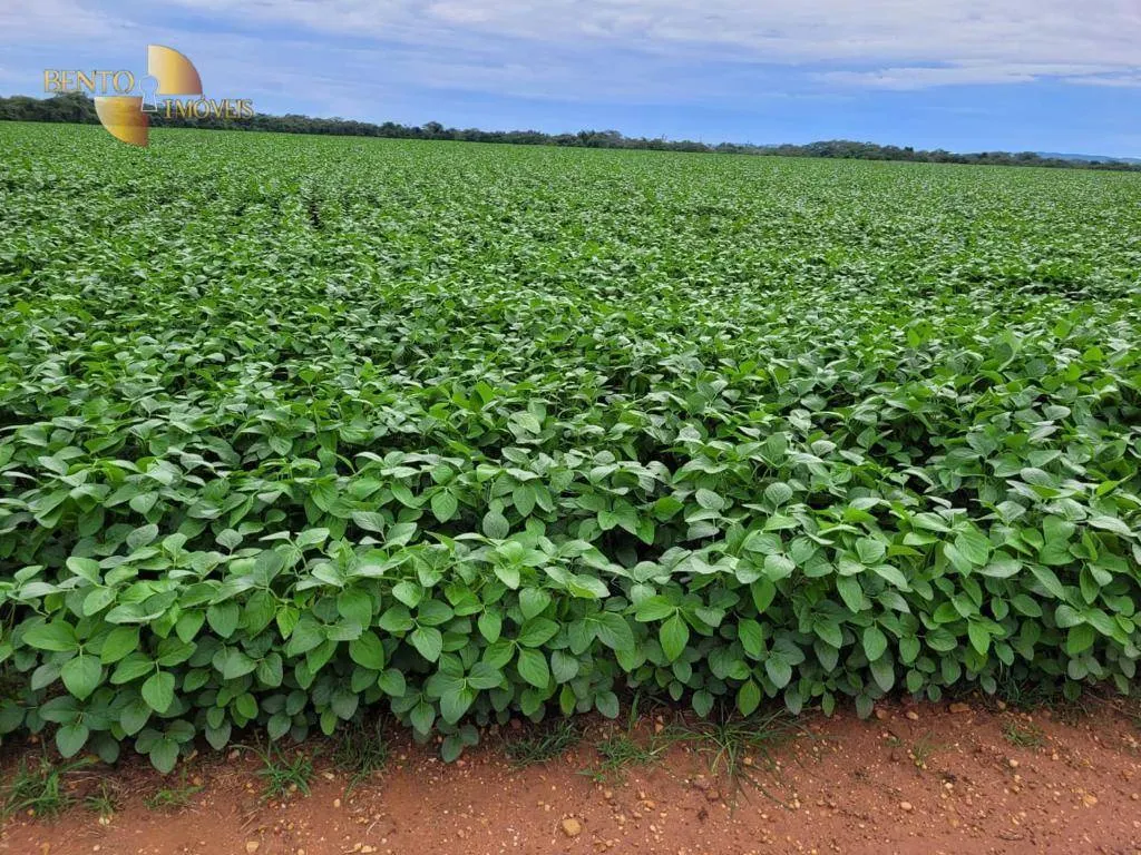 Fazenda à venda e para Arrendar de 555 ha em Paranatinga, MT, Brasil