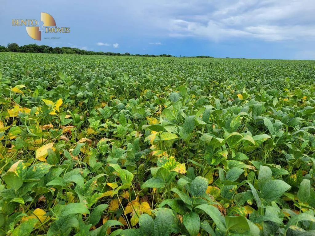 Fazenda à venda e para Arrendar de 555 ha em Paranatinga, MT, Brasil