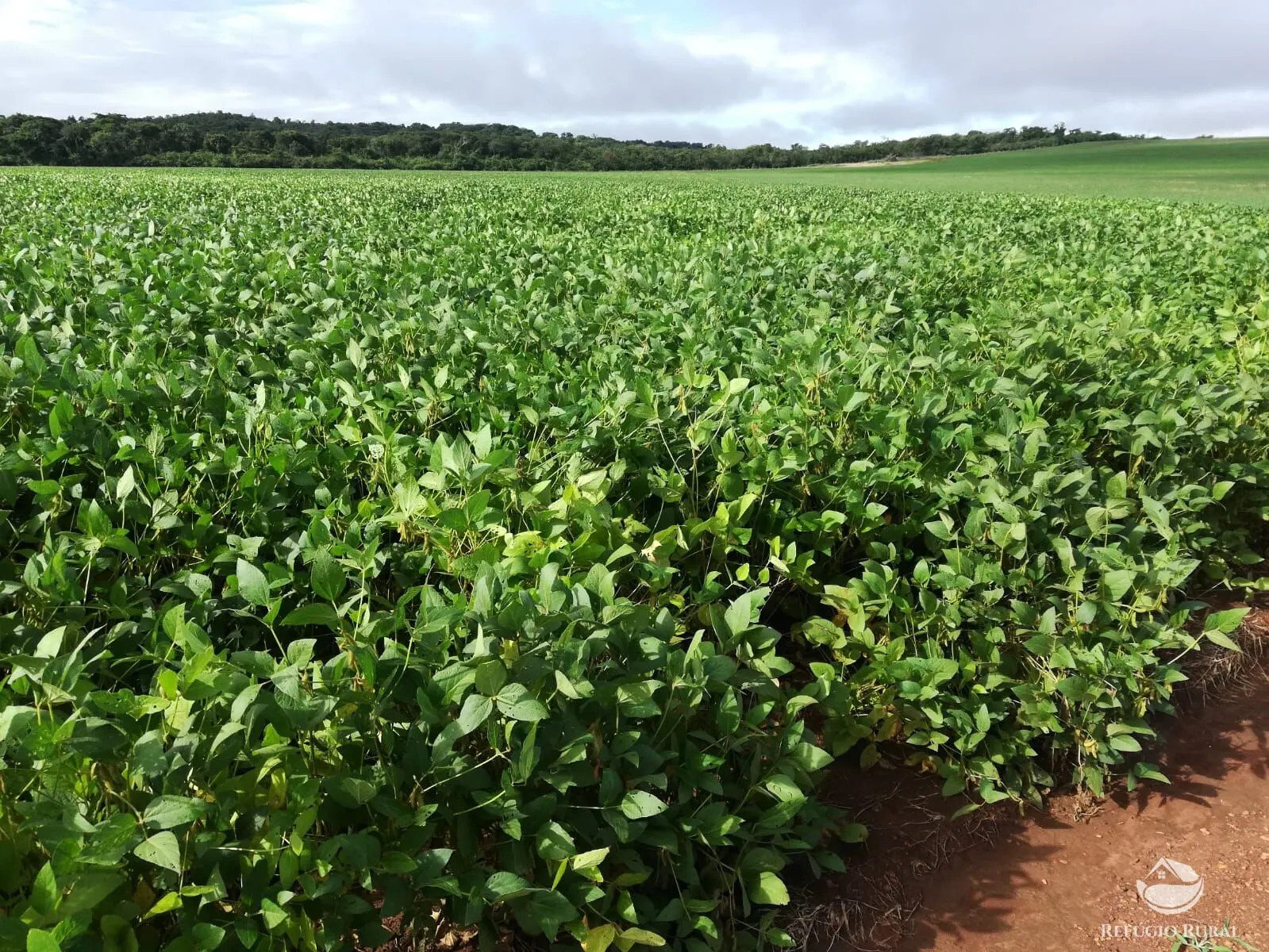 Fazenda à venda de 1.034 ha em Campinápolis, MT, Brasil