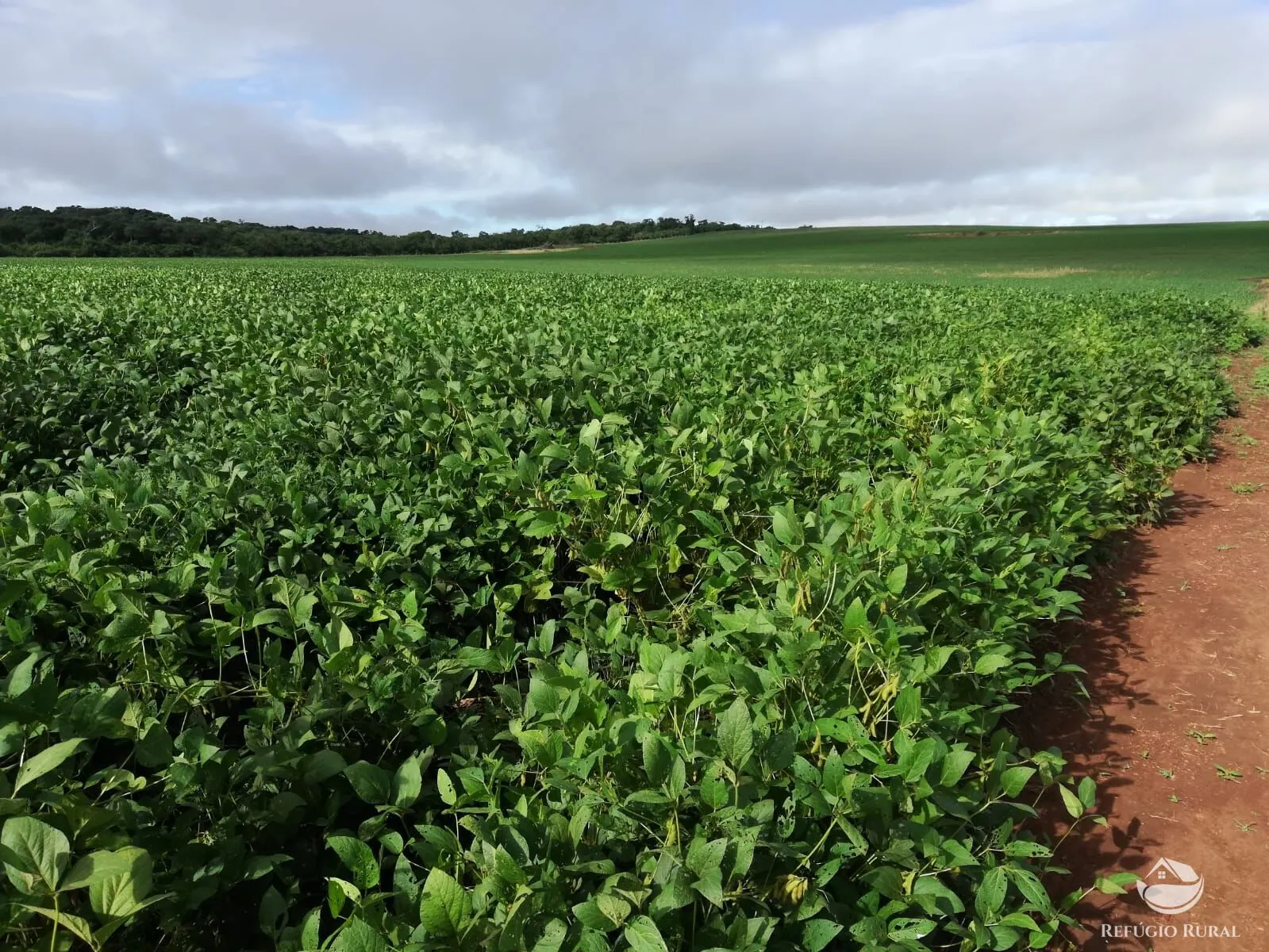 Fazenda à venda de 1.034 ha em Campinápolis, MT, Brasil