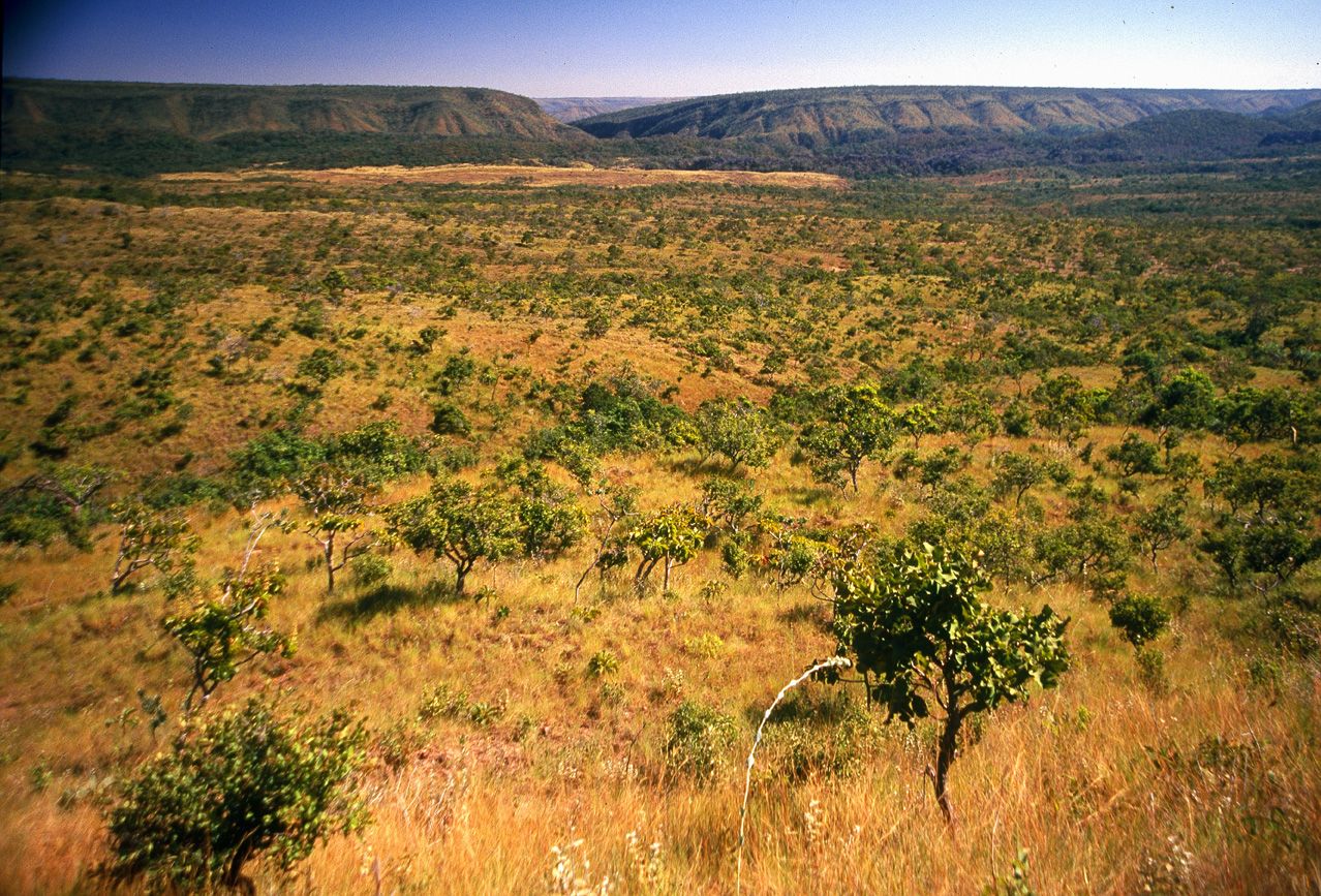 Cerrado